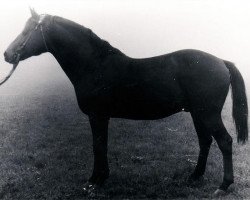 Deckhengst Proton (Russisch Trakehner, 1972, von Oplot)