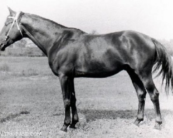 stallion Palash (Russian Trakehner, 1979, from Proton)