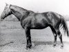 stallion Palash (Russian Trakehner, 1979, from Proton)