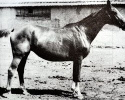 Zuchtstute Hermandad (Trakehner, 1943, von Hyperion)