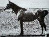 broodmare Diagramma (Russian Trakehner, 1952, from Diabas xx)