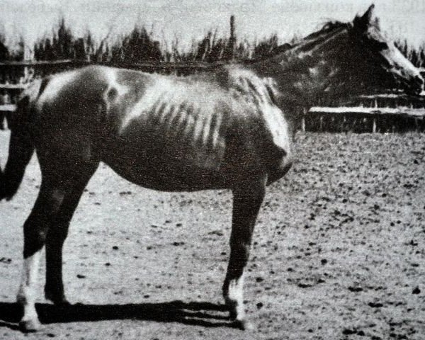 broodmare Data (Russian Trakehner, 1952, from Diabas xx)