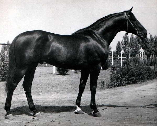 stallion Prival (Russian Trakehner, 1968, from Welt)