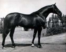 Deckhengst Prival (Russisch Trakehner, 1968, von Welt)