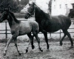 Zuchtstute Rupija (Russisch Trakehner, 1975, von Prival)