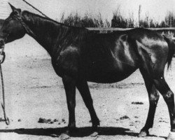 broodmare Poprawka II (Russian Trakehner, 1952, from Piligrim)