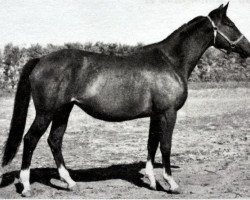 Zuchtstute Horoshaia (Russisch Trakehner, 1972, von Ostrjak 9)