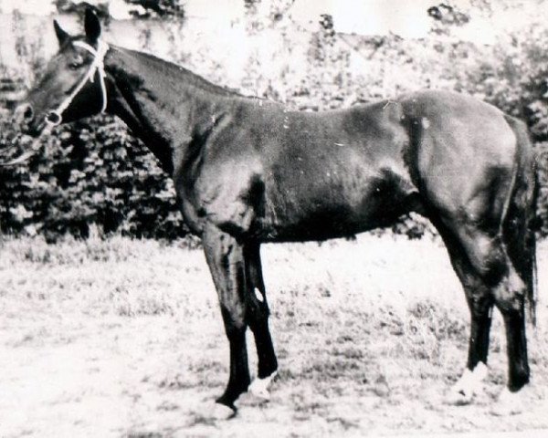 stallion Hosjain (Russian Trakehner, 1973, from Ostrjak 9)