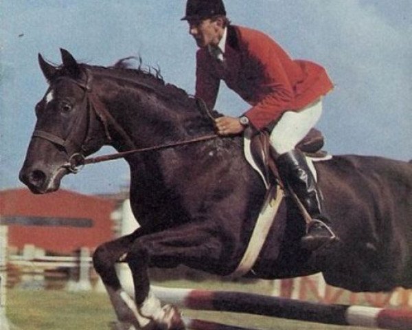 stallion Poroch (Russian Trakehner, 1981, from Hosjain)