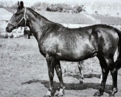 Zuchtstute Pokljovka (Russisch Trakehner, 1971, von Welt)