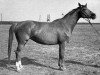 broodmare Prawda 11 (Russian Trakehner, 1971, from Wympel)