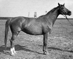 broodmare Prawda 11 (Russian Trakehner, 1971, from Wympel)