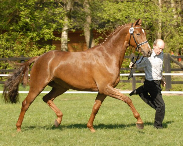 broodmare Edition (Oldenburg, 2003, from Rohdiamant)