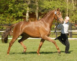 broodmare Edition (Oldenburg, 2003, from Rohdiamant)