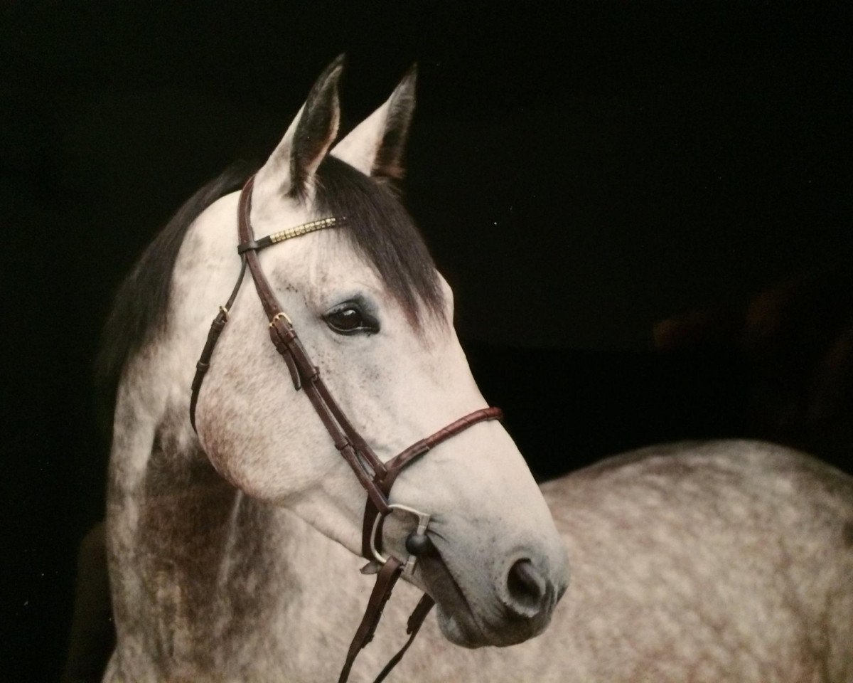 broodmare Karuschka 3 (Hanoverian, 2011, from King Kolibri)
