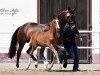 dressage horse Benz 11 (Oldenburg, 2017, from Callaho's Benicio)