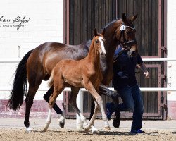 dressage horse Benz 11 (Oldenburg, 2017, from Callaho's Benicio)