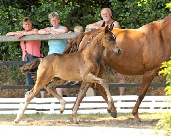 dressage horse San D´Amour (Oldenburg, 2008, from San Amour I)