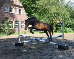 Pferd Weltkrone (Hannoveraner, 2004, von Wogenbrecher)