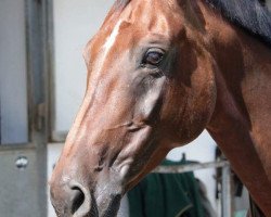 horse Gwenda (Hanoverian, 2006, from Gracieux)