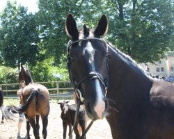 broodmare Pleasure (Westphalian, 2010, from Pik Labionics)