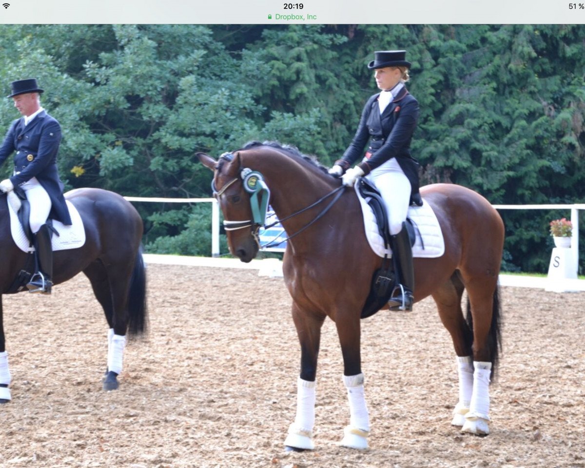 dressage horse Rocco Valentino (Oldenburg, 2006, from Rousseau)