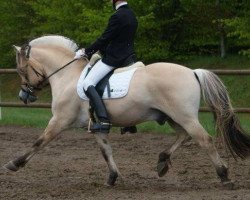 stallion Golf Gudenå (Fjord Horse, 1997, from Ørjar N.2623)