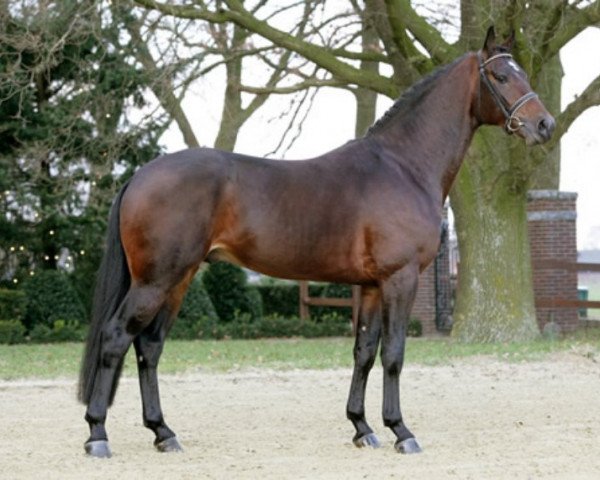 stallion Coldplay (Hanoverian, 2004, from Conteur)