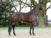 stallion Coldplay (Hanoverian, 2004, from Conteur)