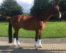 dressage horse Ben Barcley (Westphalian, 2013, from Belissimo NRW)