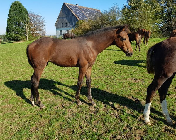 dressage horse De lüttje Deern DF (Westphalian, 2017, from Destano)