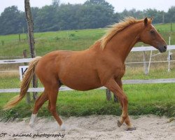 Pferd Kerry´s Kingdom (Trakehner, 1993, von Katamaran xx)