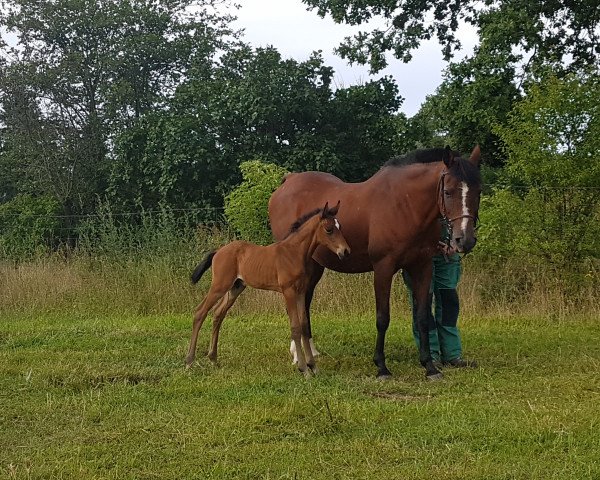 broodmare Ronja (German Riding Pony, 1995, from Bossanova)