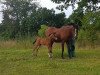 broodmare Ronja (German Riding Pony, 1995, from Bossanova)