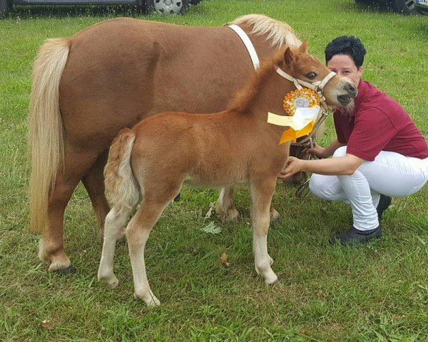 jumper Hengst (Shetland Pony, 2016, from Isidor PrH*)