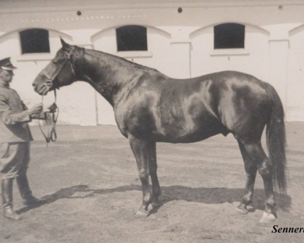 stallion Index (Trakehner, 1933, from Ararad)
