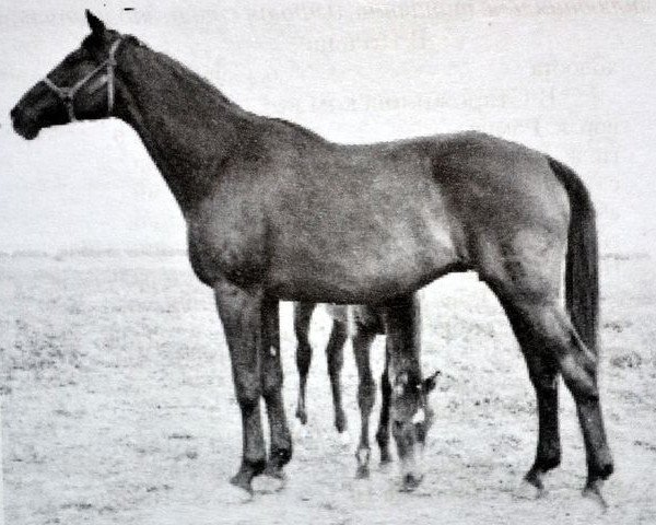 Zuchtstute Prjashka (Russisch Trakehner, 1951, von Piligrim)