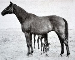 Zuchtstute Prjashka (Russisch Trakehner, 1951, von Piligrim)