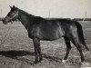 broodmare Proskripcija 34 (Russian Trakehner, 1967, from Plafon xx)