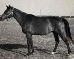 broodmare Proskripcija 34 (Russian Trakehner, 1967, from Plafon xx)