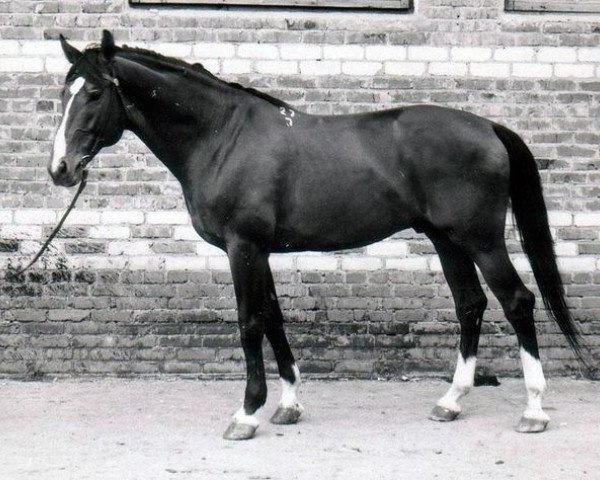 stallion Prisyw (Russian Trakehner, 1977, from Vichodez)