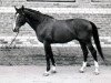 Deckhengst Prisyw (Russisch Trakehner, 1977, von Vichodez)