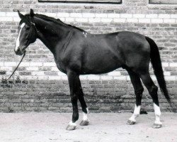 Deckhengst Prisyw (Russisch Trakehner, 1977, von Vichodez)