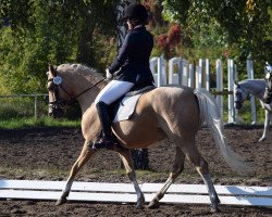 dressage horse Arriva 24 (German Riding Pony, 2008, from Coelenhage's Lord)