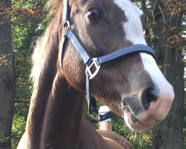 broodmare Habrakadabra (German Riding Pony, 2004, from Black Boy)