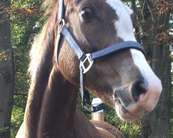 broodmare Habrakadabra (German Riding Pony, 2004, from Black Boy)