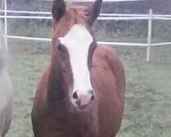 dressage horse DSK Diamantendiebin (German Riding Pony, 2017, from Diamond Touch NRW)