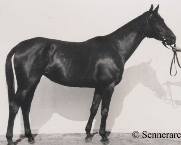 Zuchtstute Kama (Russisch Trakehner, 1938, von Centurio)