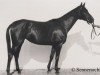 broodmare Kama (Russian Trakehner, 1938, from Centurio)