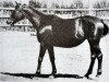 broodmare Pticka (Russian Trakehner, 1949, from Piligrim)